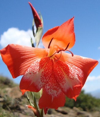 Gladiolus saundersii speckled lower tepals